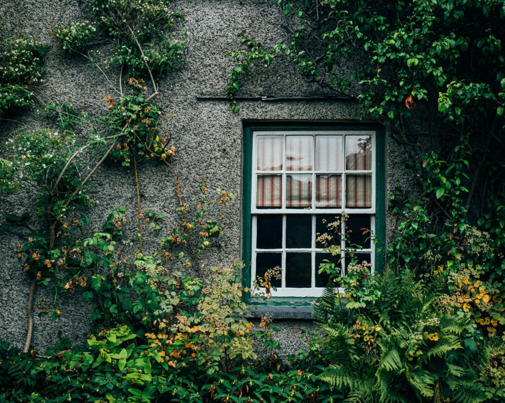house with ivy